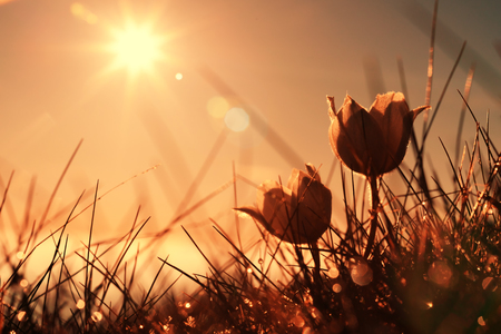 flowers on spring lawn closeupの写真素材