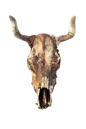 cow skull isolated on whiteの写真素材