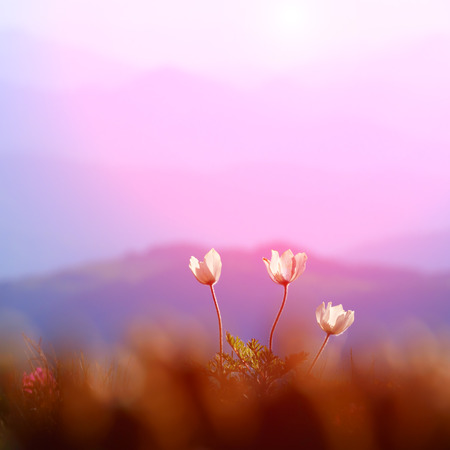 flowers on spring lawn closeupの写真素材