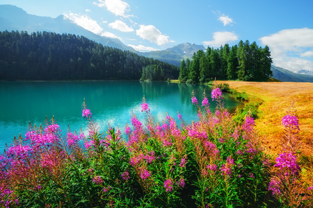 Amazing sunny day at Champferersee lake in the Swiss Alps. Silvaplana village, Switzerland, Europe.の写真素材
