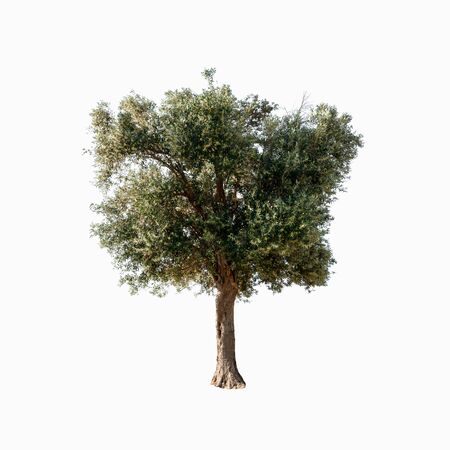 green tree isolated on whiteの写真素材
