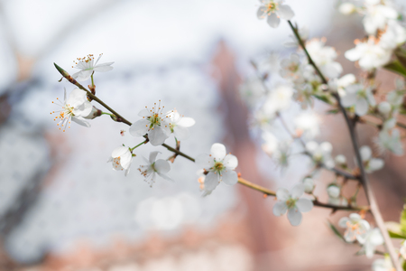 white cherry flowers on spring timeの写真素材