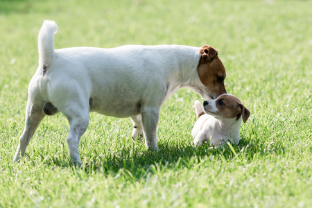 jack russel terrier on spring lawnの写真素材