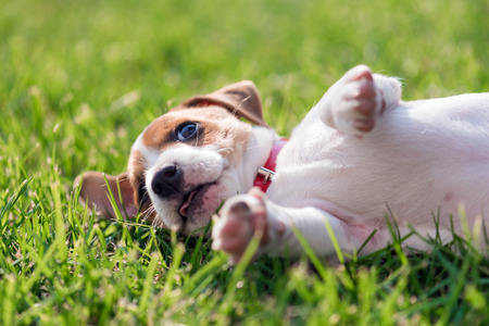 jack russel puppy on green lawnの写真素材