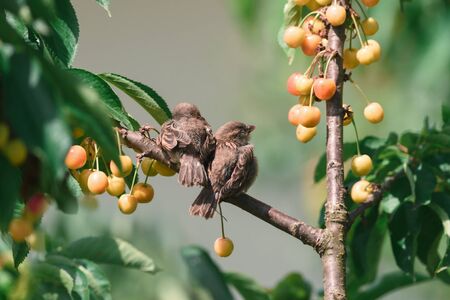 Two young sparrows are sitting on a cherry tree branch in the gardenの写真素材