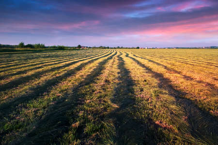 Mowed hay field on evening time.