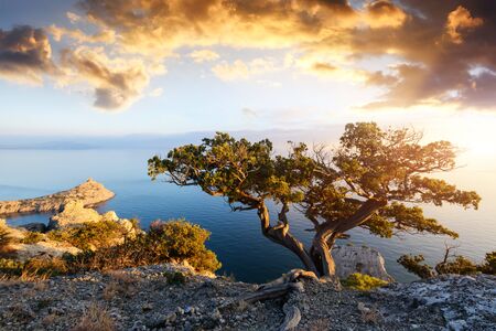 Alone tree on the edge of the cliffの写真素材