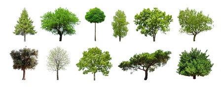 Set of green trees isolated on white background. Different kinds of tree collection