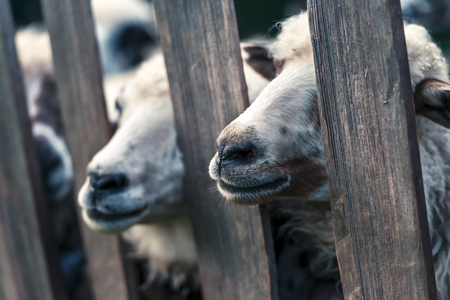 Herd of sheeps on mountains farm closeup.の写真素材