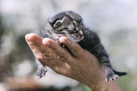 Newborn kitten in hands outdors. Animal photographyの写真素材