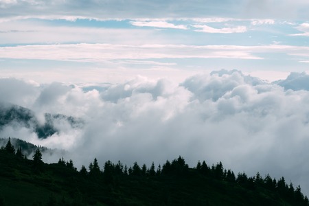 Picturesque summer landscape in foggy day in Carpathian mountains. Lush green forest from pine tree on backgound. Travel background conceptの写真素材