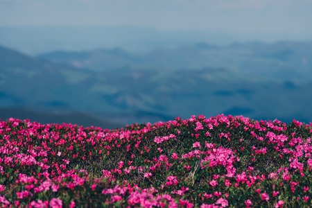 Magic pink rhododendron flowers on summer mountain. Dramatic sky and colorful sunset. Chornohora ridge, Carpathians, Ukraine, Europe.の写真素材