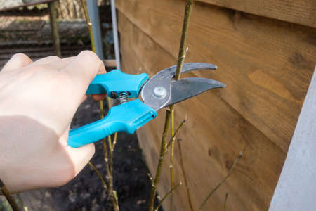 Secateur in man hand closeup. Gardening work in spring time. Agricultural concept