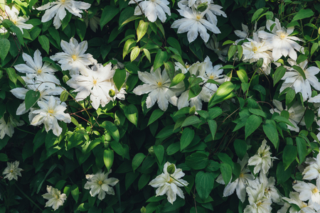 Clematis flowers closeup. Green wall in garden. Gardening backgroundの写真素材