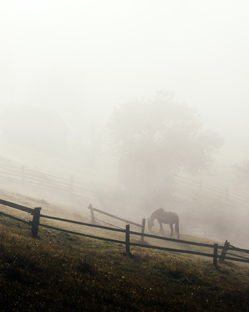 Horse in foggy meadow in mountains valley. Landscape photographyの写真素材