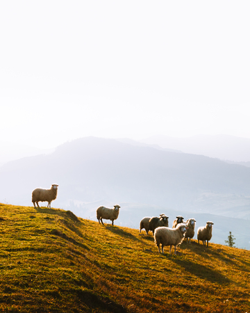 Herd of sheeps in foggy autumn mountains. Carpathians, Ukraine, Europe. Landscape photographyの写真素材