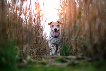 Jack russel terrier on wheat field road. Happy Dog with serious gazeの写真素材