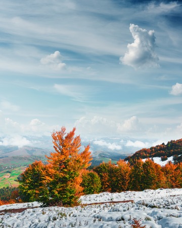Amazing scene on autumn mountains. First snow and orange trees in fantastic morning sunlight. Carpathians, Europe. Landscape photographyの写真素材