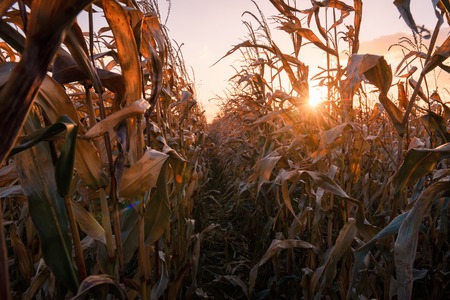 Ripe corn on a rural field in the rays of the setting sun