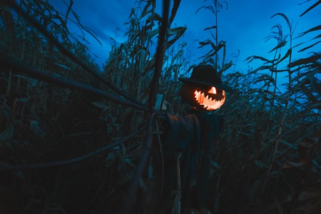 Scary pumpkin scarecrow in a hat on a cornfield in cloudy weather. Halloween holiday backgroundの写真素材