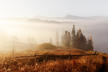 Amazing scene on autumn mountains. Yellow and orange trees in fantastic morning sunlight. Carpathians, Europe. Landscape photographyの写真素材