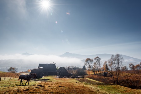 Horse in foggy meadow in mountains valley. Landscape photographyの写真素材