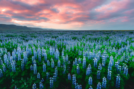 Typical Iceland landscape with mountains and lupine flowers field. Summer timeの写真素材