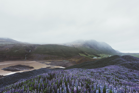 Typical Iceland landscape with mountains and lupine flowers field. Summer timeの写真素材