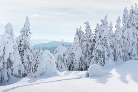 Real snow igloo house in the winter Carpathian mountains. Snow-covered firs on the backgroundの写真素材