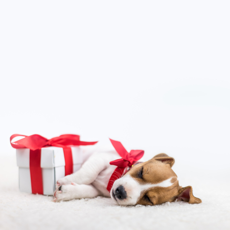 Jack russel puppy with red bow and gift box laying on the white bed. Christmas conceptの写真素材