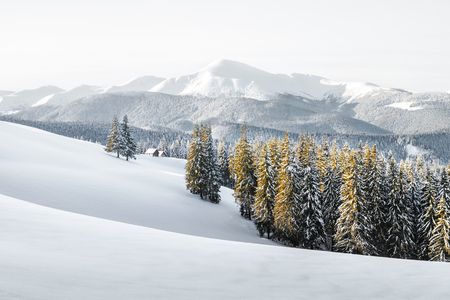 Fantastic winter landscape with snowy trees.