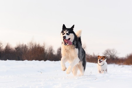 Siberian husky and jack russell terrier dogs playing on winter field. Happy puppys in fluffy snow.の写真素材