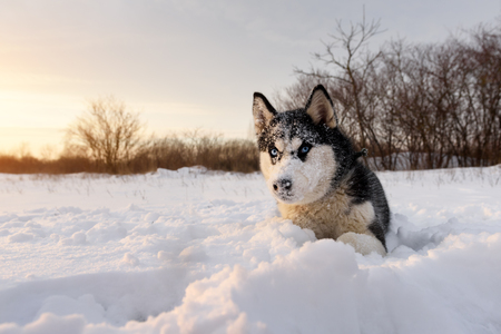 Siberian husky dog playing on winter field. Happy puppy in fluffy snow.の写真素材