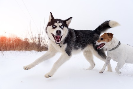 Siberian husky and jack russell terrier dogs playing on winter field. Happy puppys in fluffy snow.