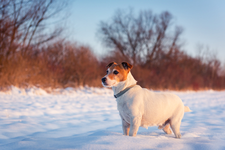 White jack russell terrier puppy on snowy field. Adult dog with serious gazeの写真素材