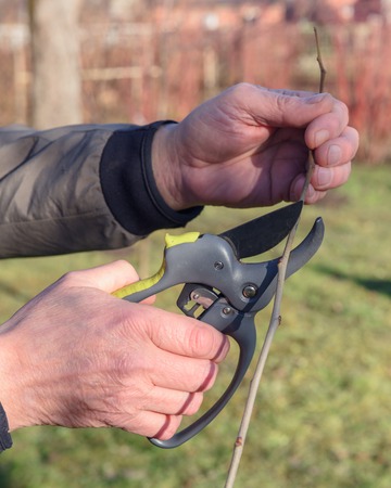 Gardening work in spring time. Garden secateur in man handsの写真素材