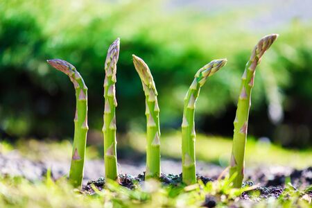 Young green asparagus sprout in garden growth closeup. Food photography
