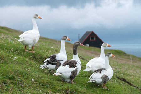 White domestic geese on green grass pasture near tradicional faroese black house. Faroe islands, Denmarkの写真素材