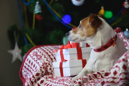 Jack Russel terrier dog near Christmas presents gift box in front of Christmas treeの写真素材