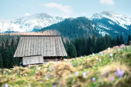 Old wooden hut in spring High Tatras mountains in Kalatowki meadow, Zakopane, Poland. Crocus flowers on a foreground. Landscape photographyの写真素材