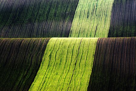 Rural spring landscape with colored striped hills. Green and brown waves of the agricultural fields...
