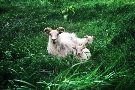 Sheeps family on green grass meadow in Iceland, Europeの写真素材