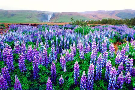 Incredible landscape with lupine flowers field and famous Skogafoss waterfall on background. Iceland, Europeの写真素材