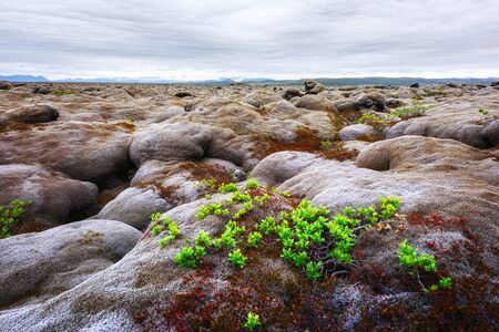 Uncommon Iceland landscape with lava field covered with brown moss Eldhraun from volcano eruption...