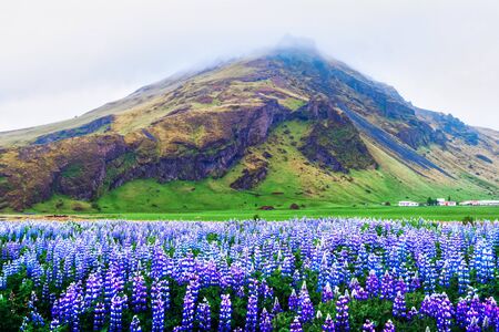 Amazing landscape with mountain and lupine flowers field, Iceland, Europeの写真素材