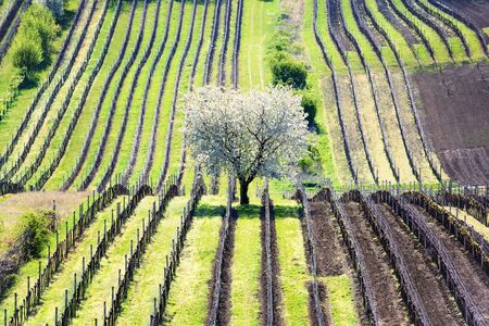 Amazing Spring Landscape With White Blossoming Cherry Tree Between Rows Of Vineyards In South Moravia, Czech Republicの写真素材