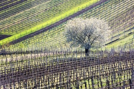 Amazing Spring Landscape With White Blossoming Cherry Tree Between Rows Of Vineyards In South...