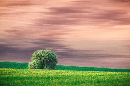 Rural landscape with agricultural fields and tree on spring hills.の写真素材