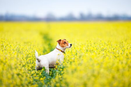 Jack russel terrier puppy on yellow rapeseed flower meadow. Happy dog outdoorの写真素材