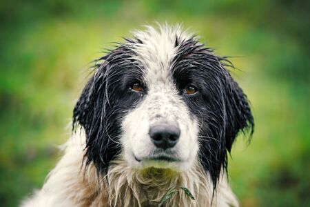 Wet shepherd dog on green natureの写真素材